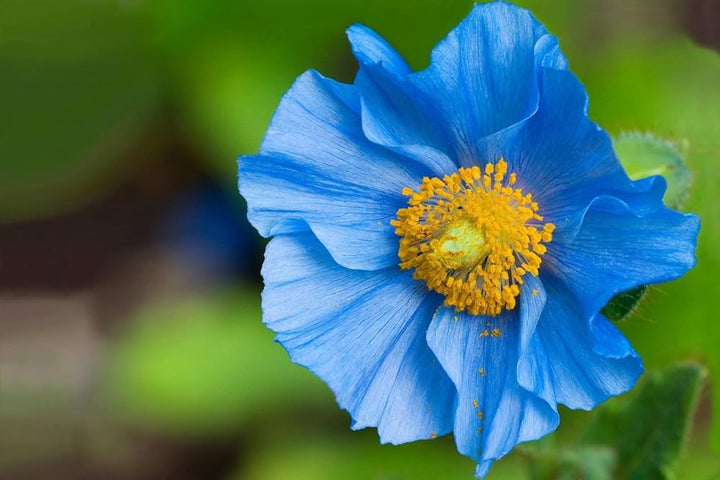 Himalayan Blue flower seeds