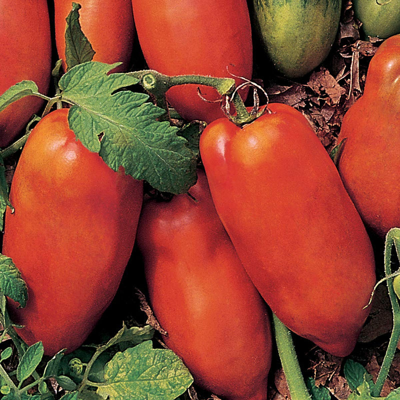 Linguisa Tomato Seeds for Planting – Heirloom Garden Seeds