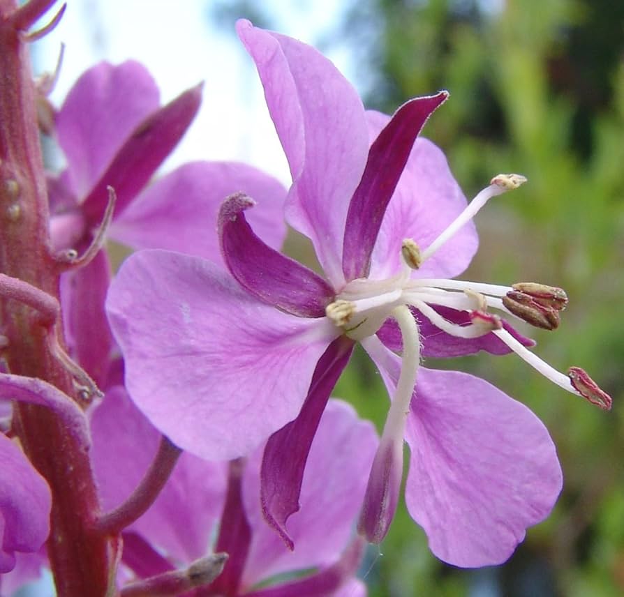 Epilobium Angustifolium flower seeds