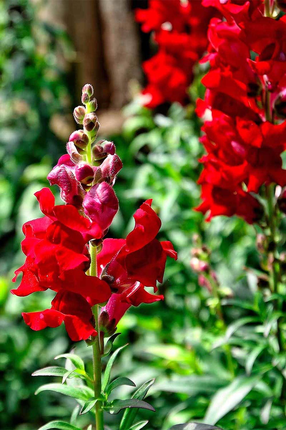 Light Red flower seeds