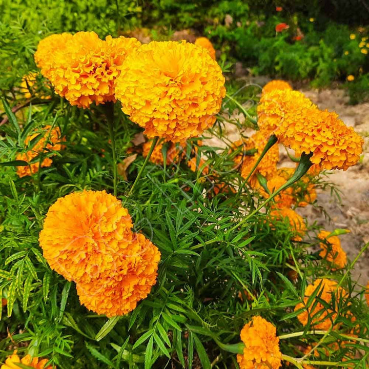African Marigold flower seeds