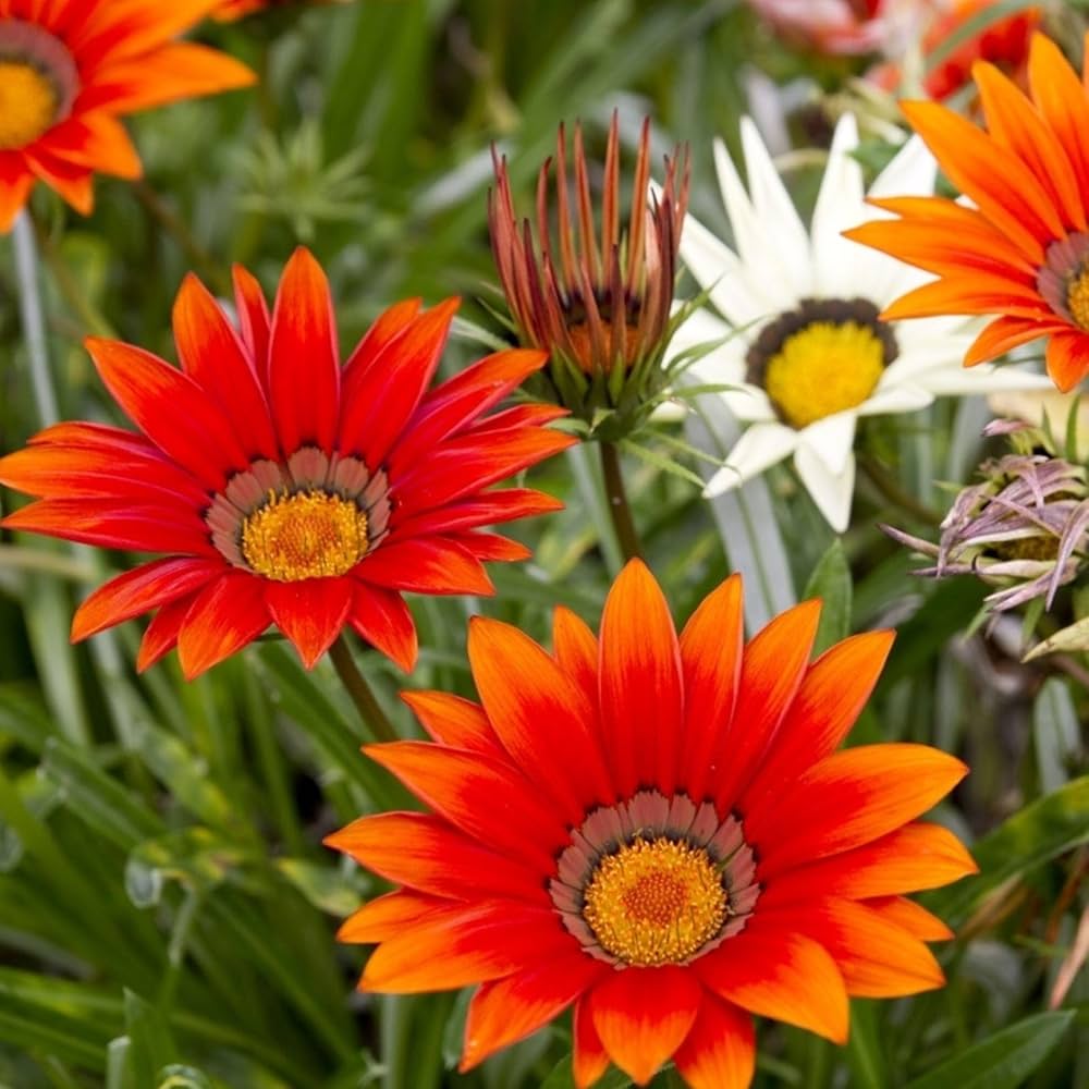 Gazania Sole flower seeds