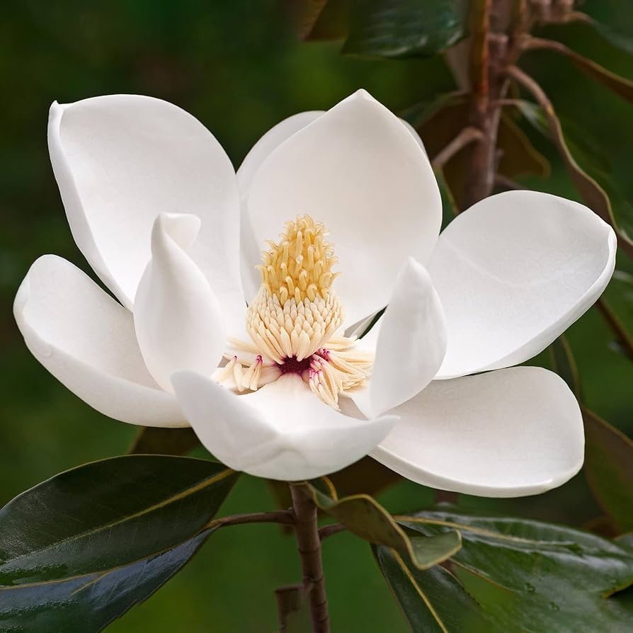 Magnolia Grandiflora flower seeds