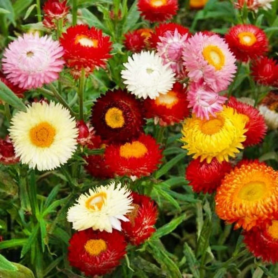Helianthemum flower seeds