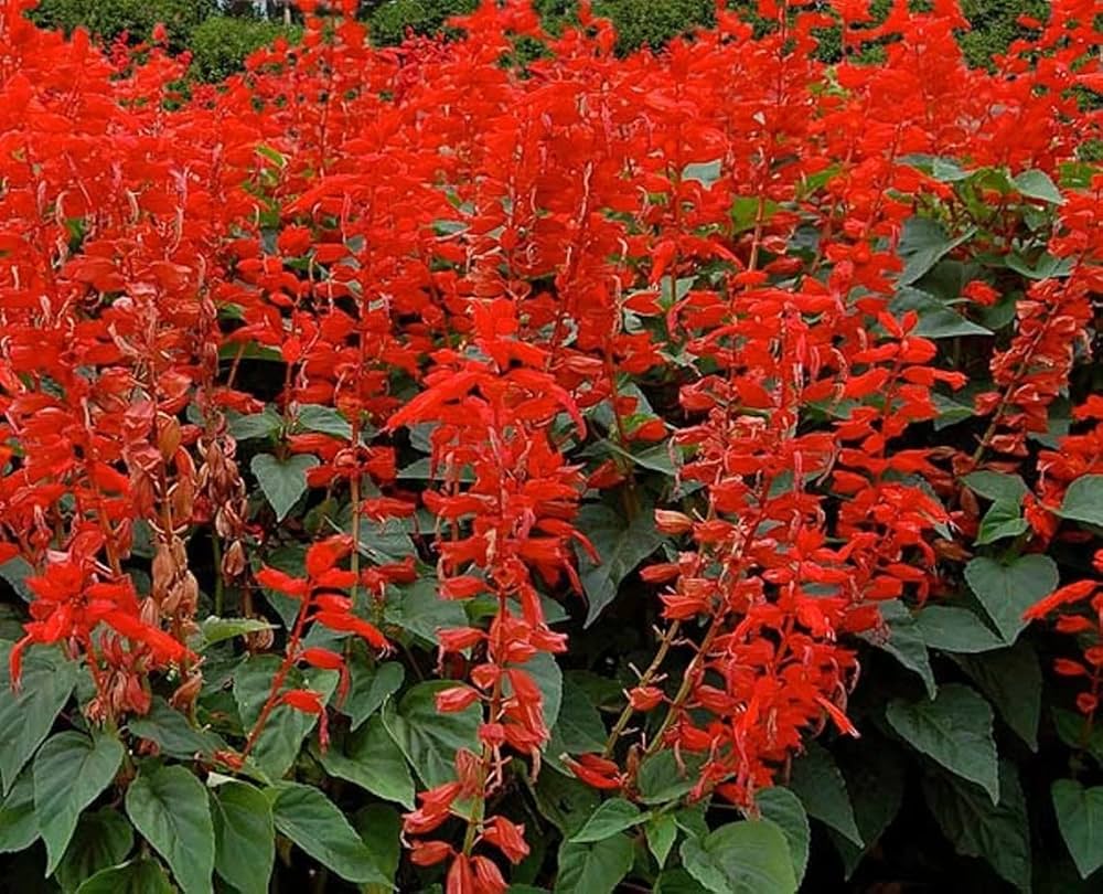 Salvia Splendens flower seeds