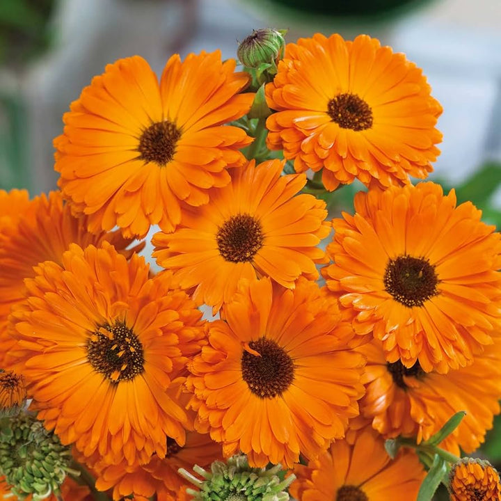 Calendula Geishe flower seeds