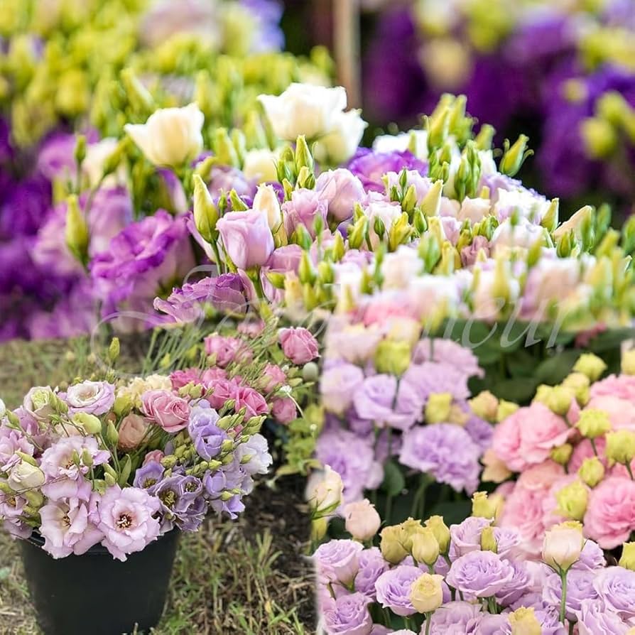 and Bold Lisianthus plant