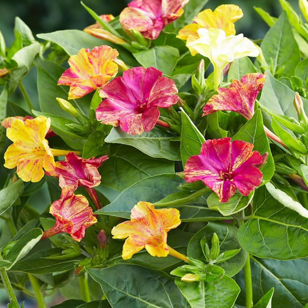 Jalapa flower seeds