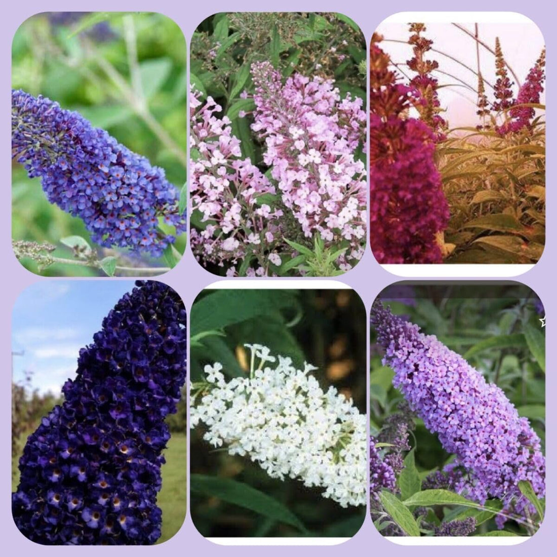 Buddleia flower seeds