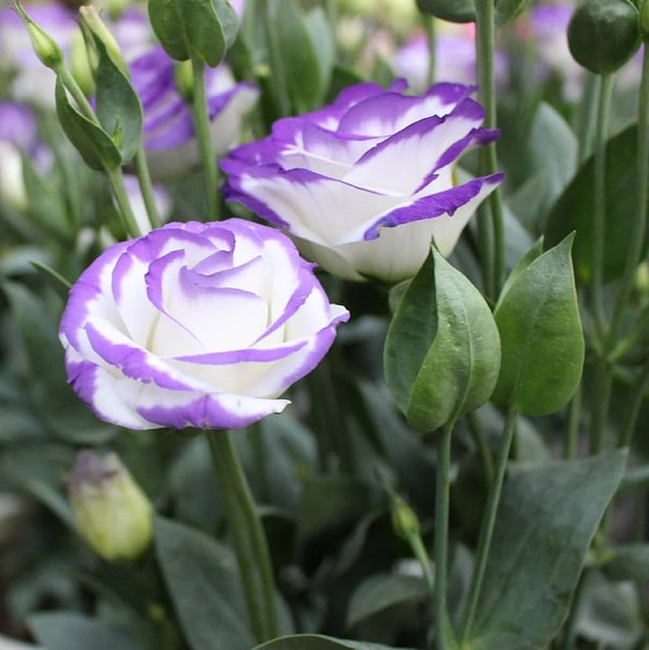 White Blue flower seeds