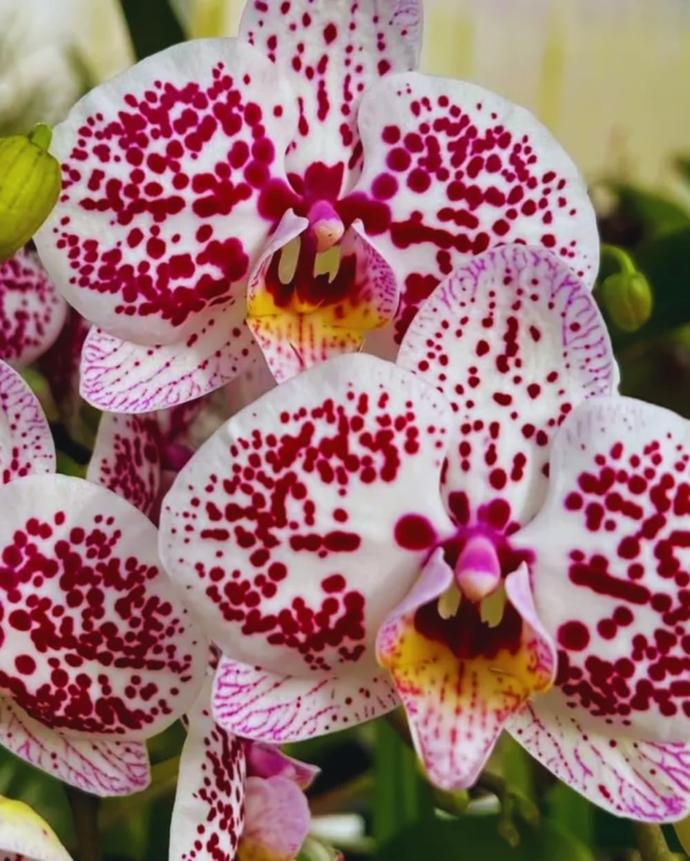 Phalaenopsis Orchid flower seeds