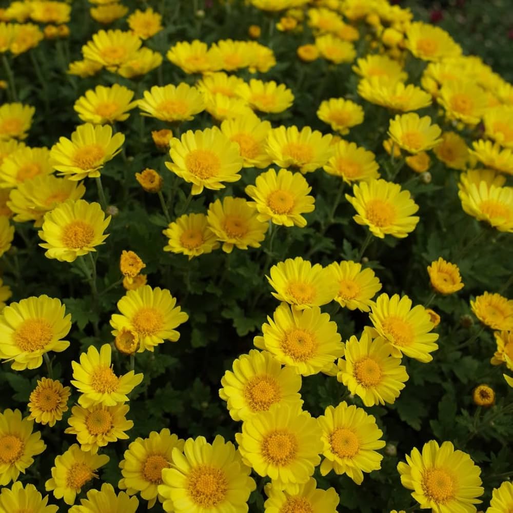 Marigold Chrysanthemum flower seeds