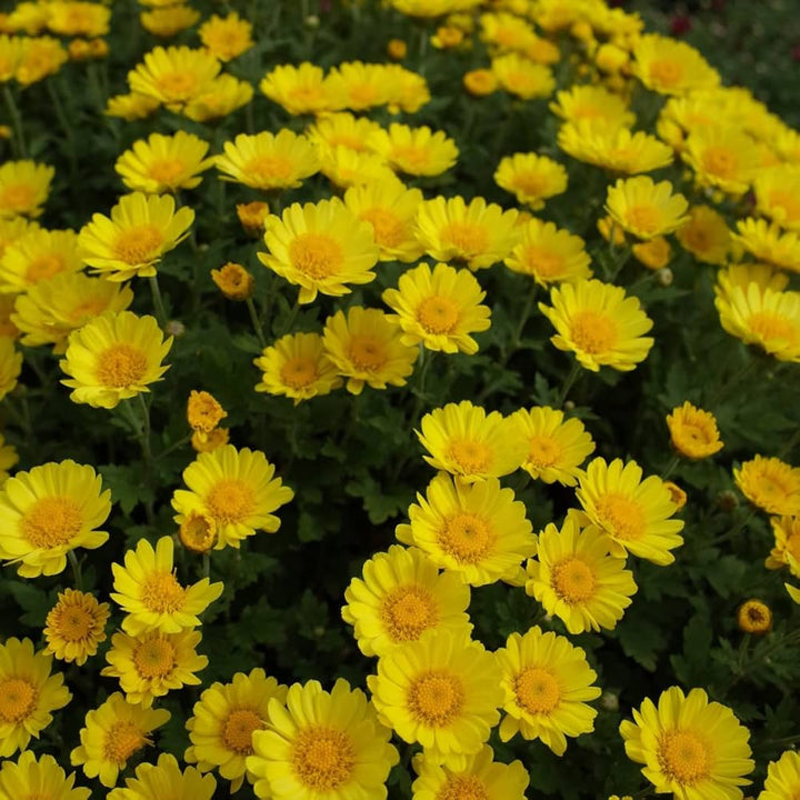Marigold Chrysanthemum flower seeds