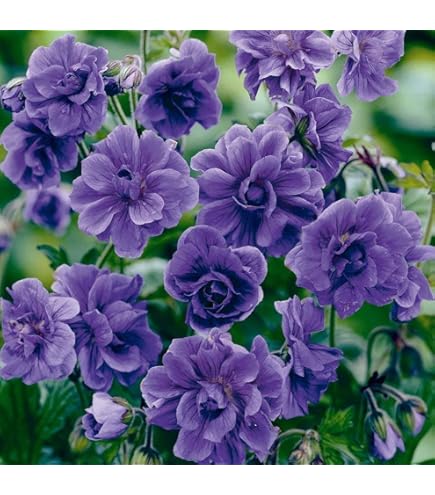 Blue Univalve flower seeds