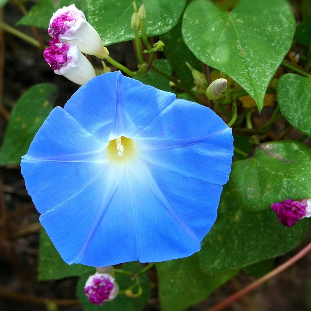 Morning Glory flower seeds