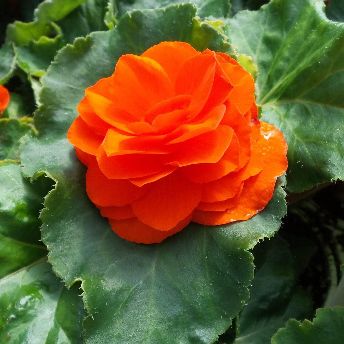 Orange Begonia flower seeds
