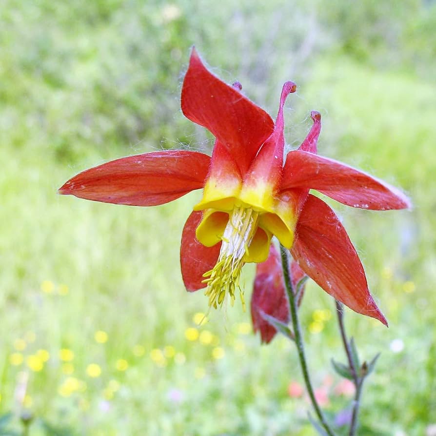 Red Aquilegia flower seeds