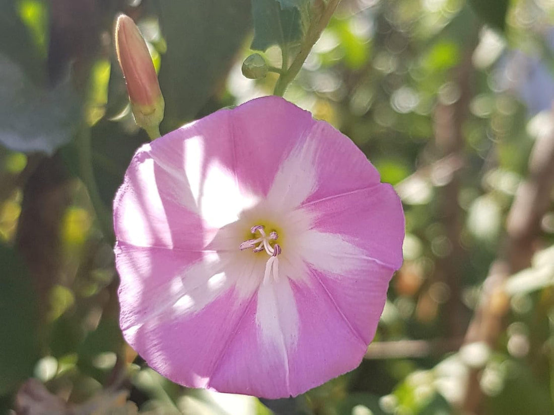 Ackerwinde flower seeds