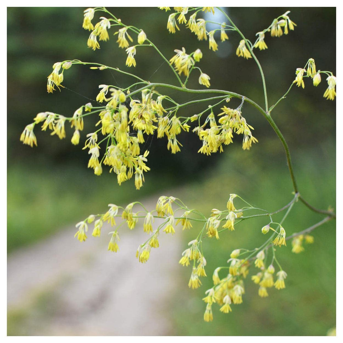 Lila Meadow flower seeds
