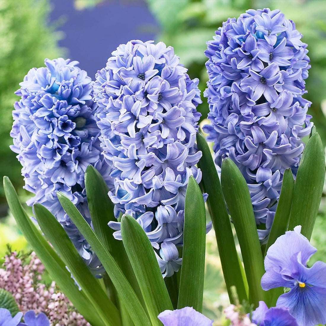 Hyacinth flower seeds