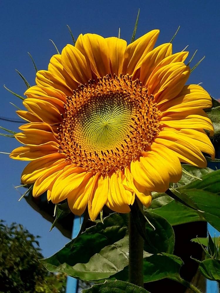 Giant Sunflower flower seeds