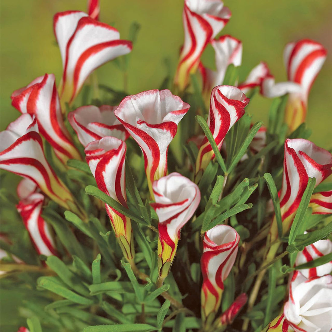 Red White flower seeds