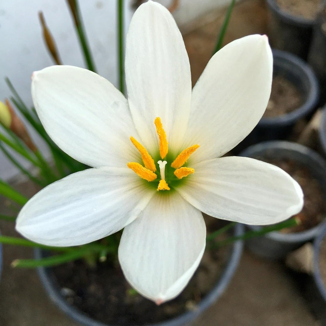 Rain Lily flower seeds