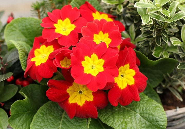 Clear Primrose flower seeds