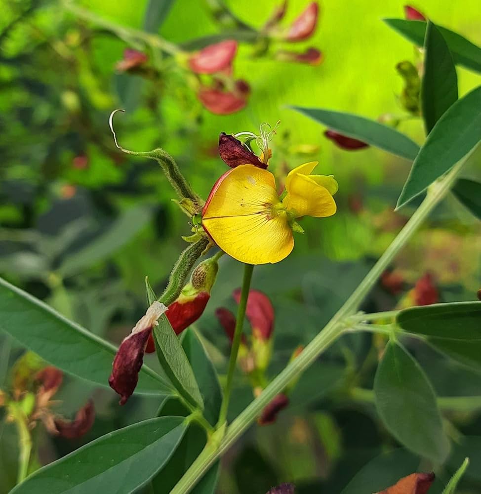 Cajanus flower seeds