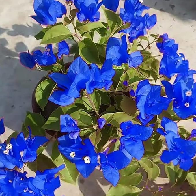 Blue Bougainvillea flower seeds