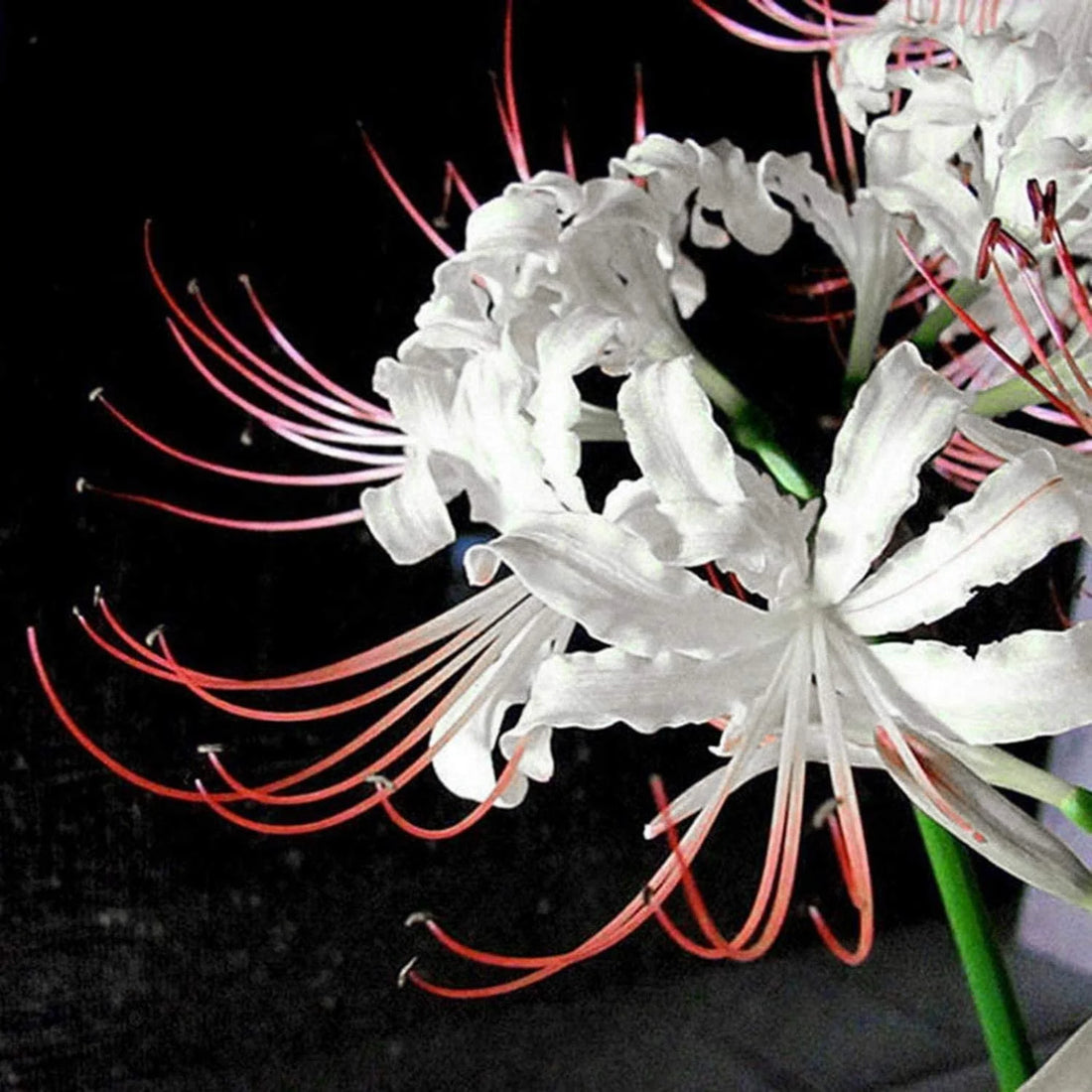 White Lycoris flower seeds