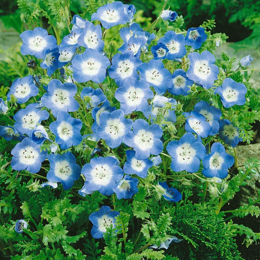 Baby Blue flower seeds