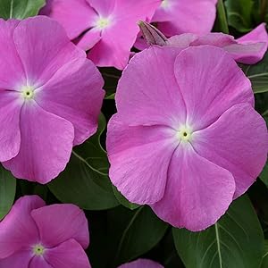 Periwinkle Orchid flower seeds