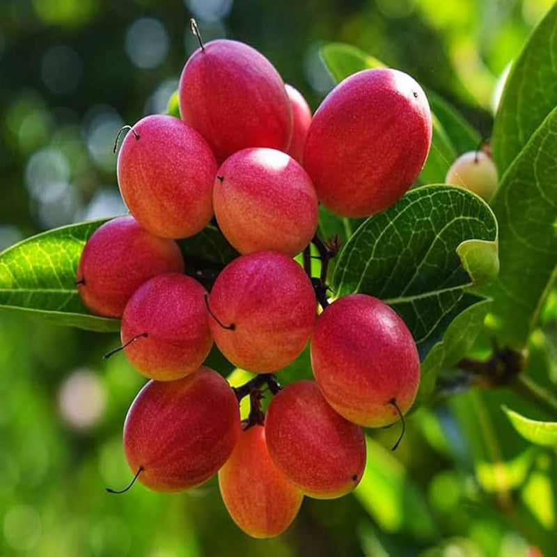 Carandas Fruit Seeds for Planting – Heirloom Non-GMO Garden Seeds