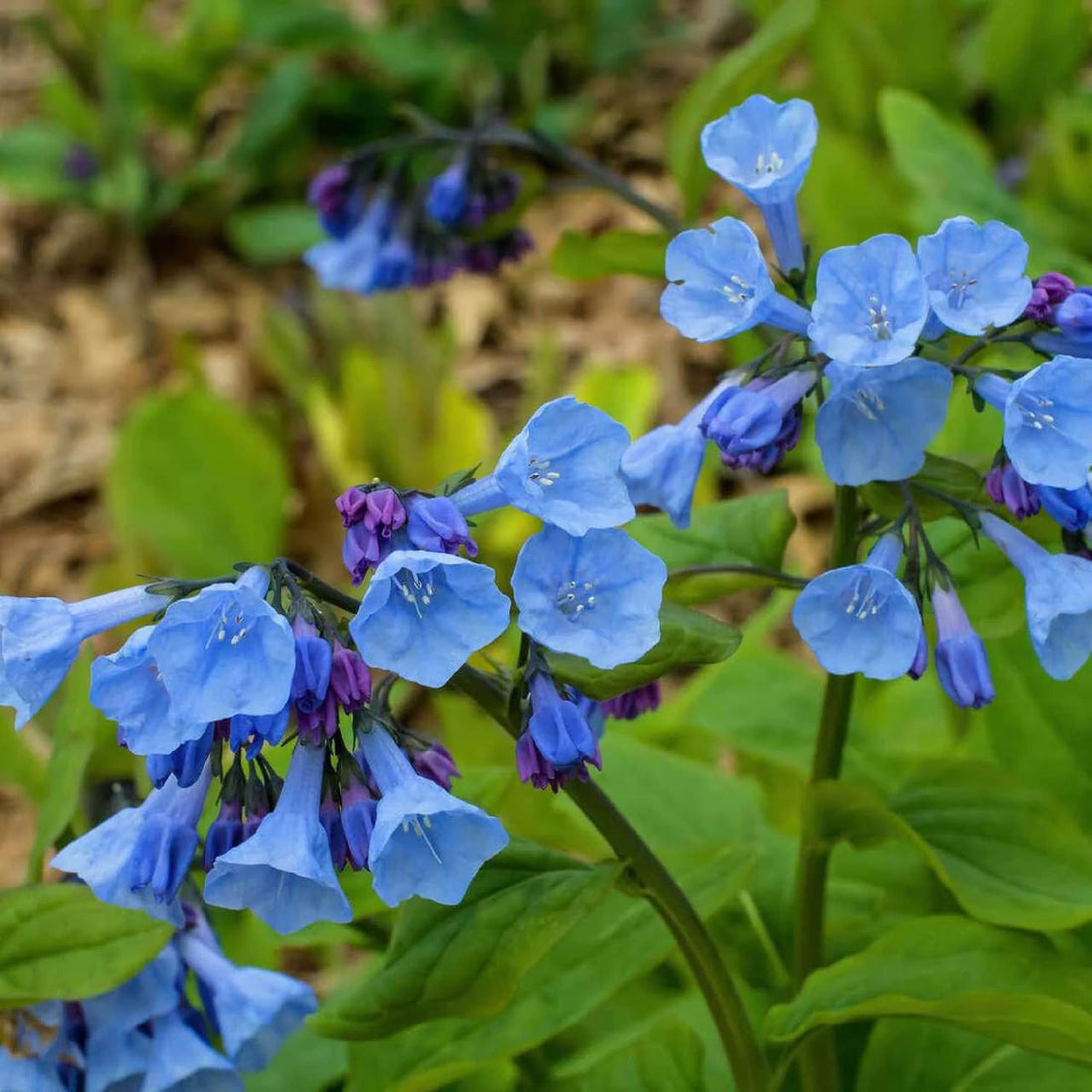 Mertensia flower seeds