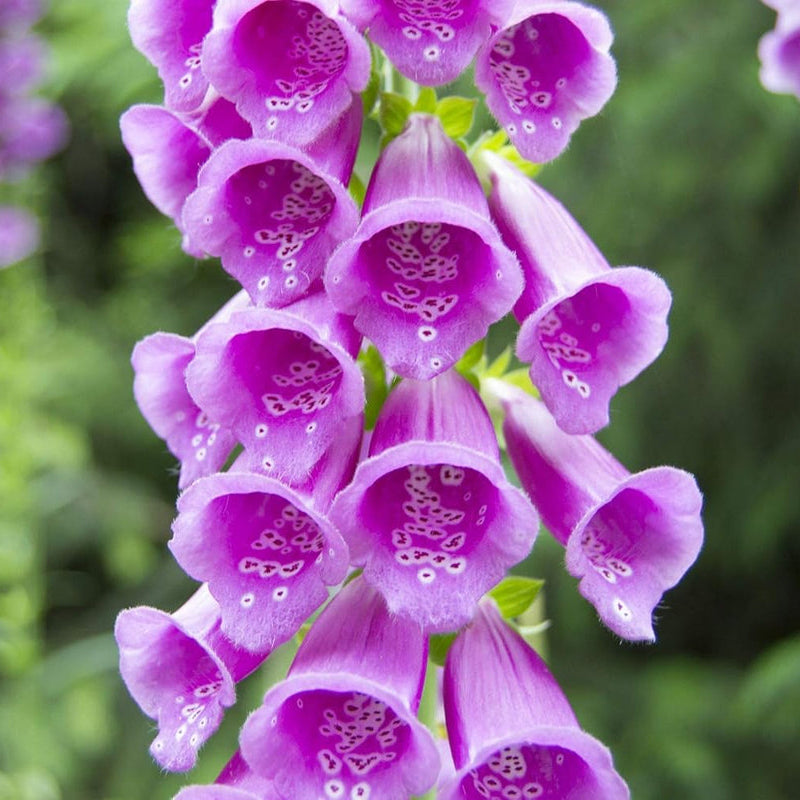 Digitalis flower seeds