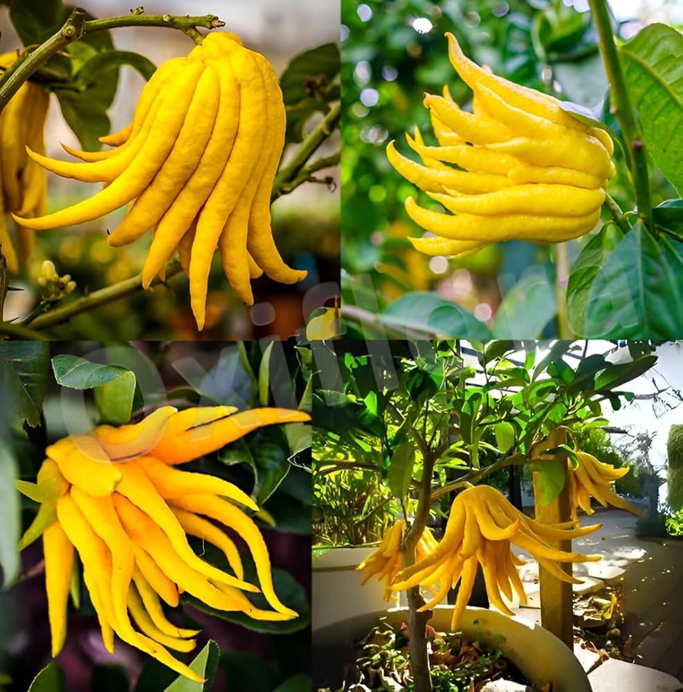 Buddha'S Hand flower seeds