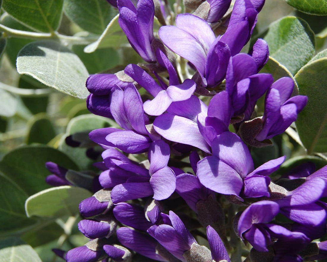 Secundiflora flower seeds