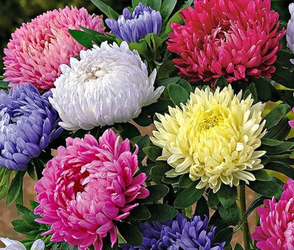 Multicolour China flower seeds