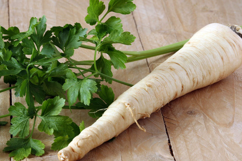 Hamburg Rooted Parsley Herb Seeds for Planting – Heirloom Non-GMO Garden Seeds
