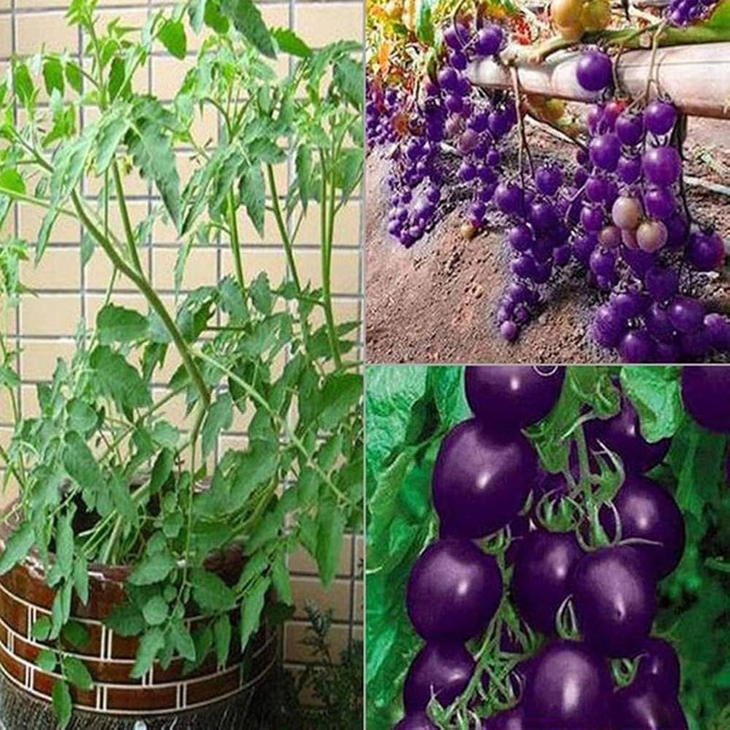 Purple Cherry Tomato Seeds for Planting – Heirloom Non-GMO Garden Seeds