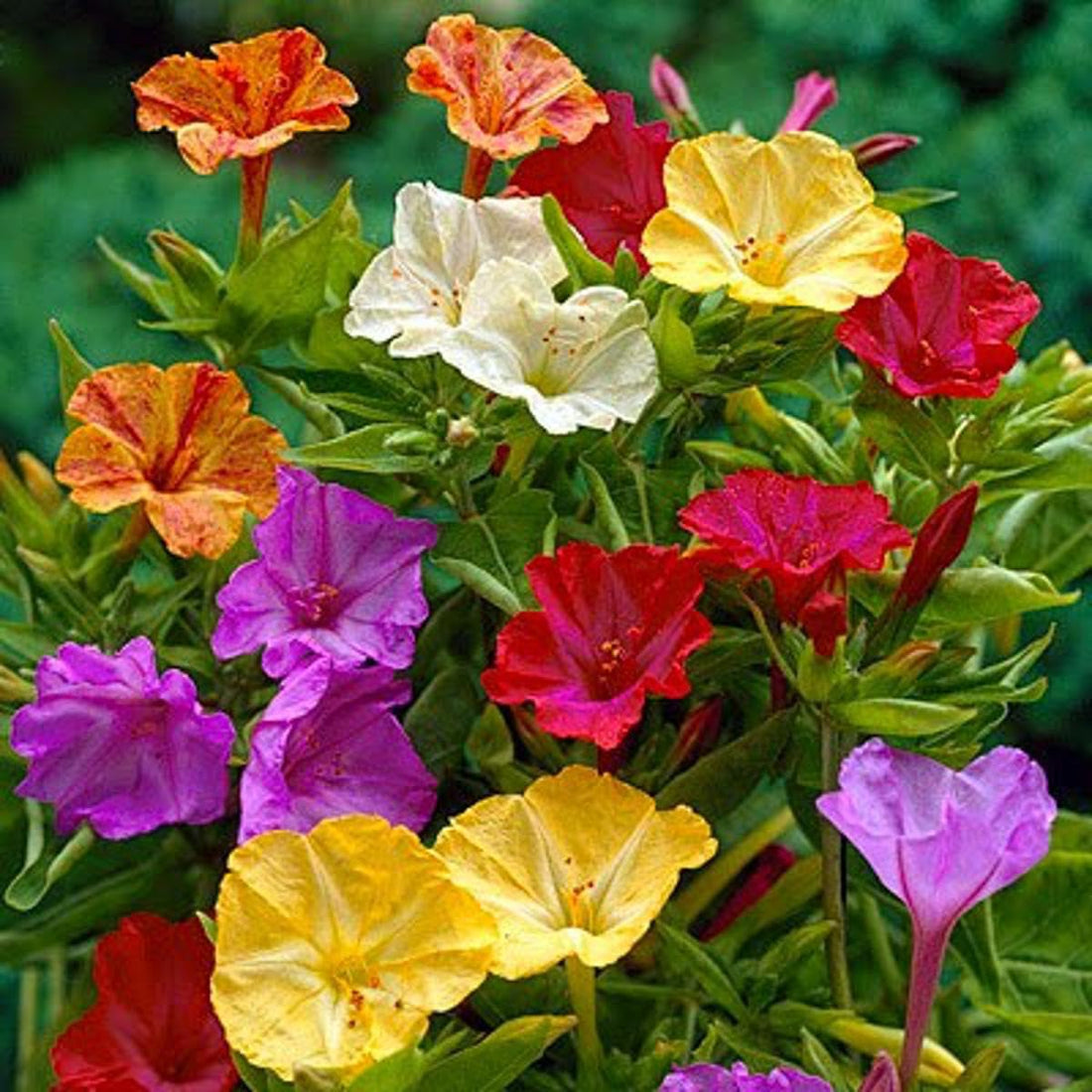 Mirabilis Jalapa flower seeds