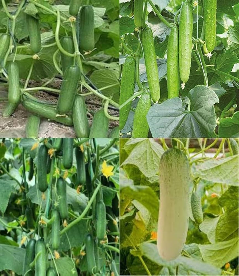 Sorvanets F1 Cucumber Seeds for Planting – Heirloom Non-GMO Garden Seeds