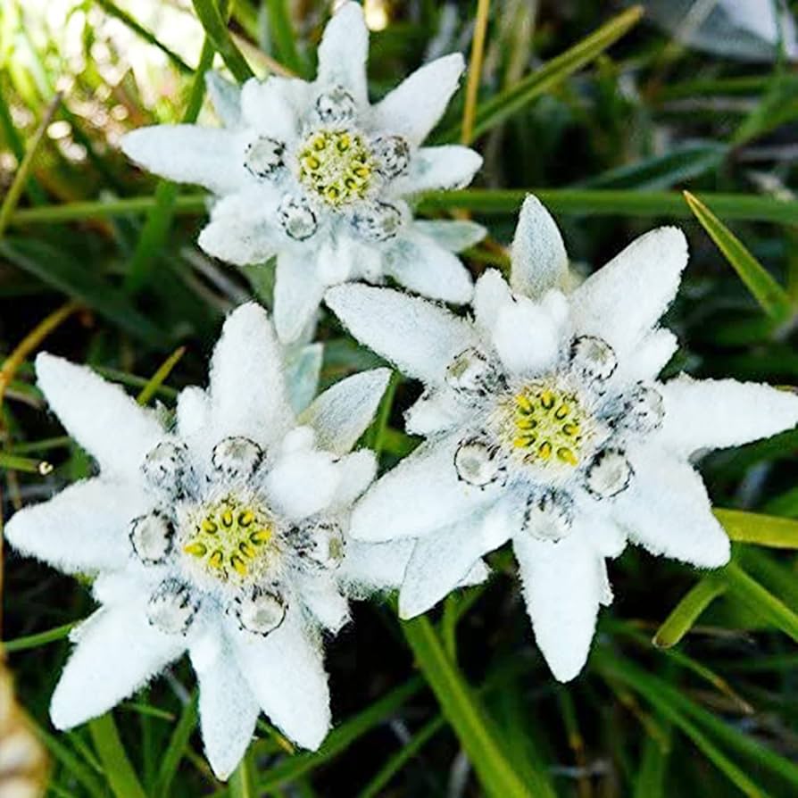 White Leontopodium flower seeds