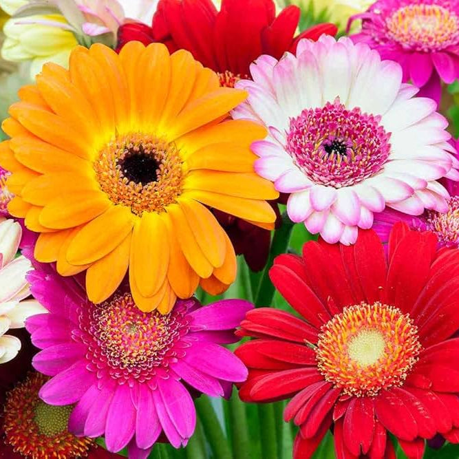 Gerbera Jamesonii flower seeds