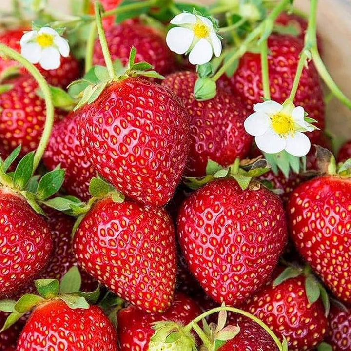 strawberry fruit seeds