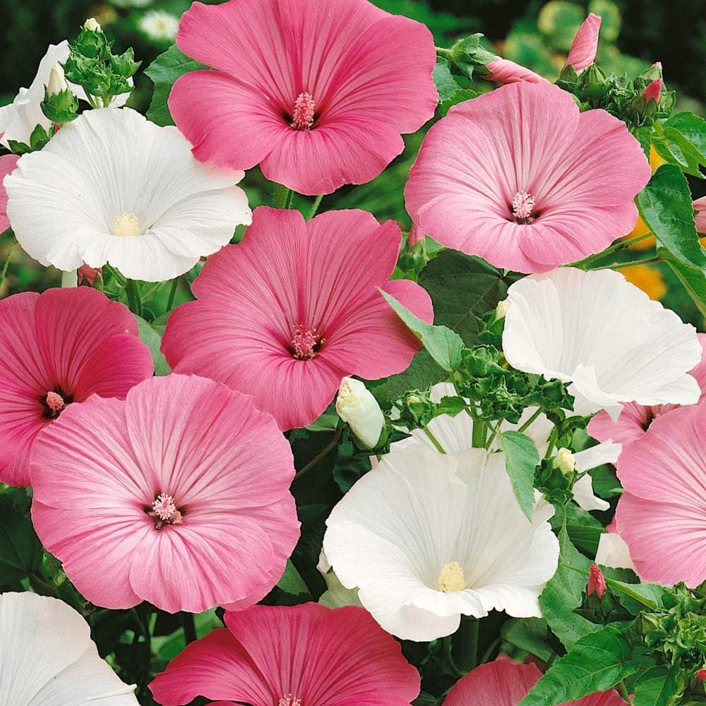 Rose Mallow flower seeds