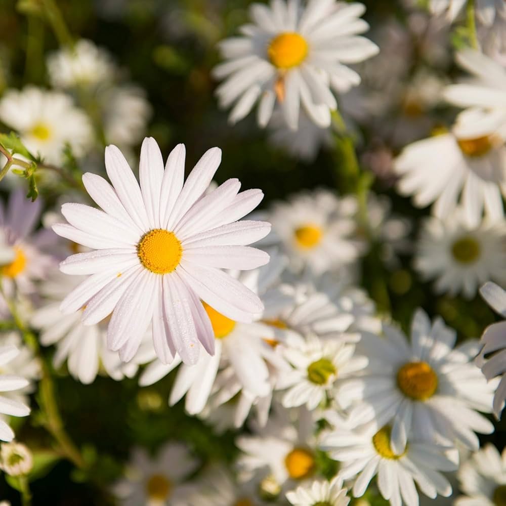 Color Daisy flower seeds