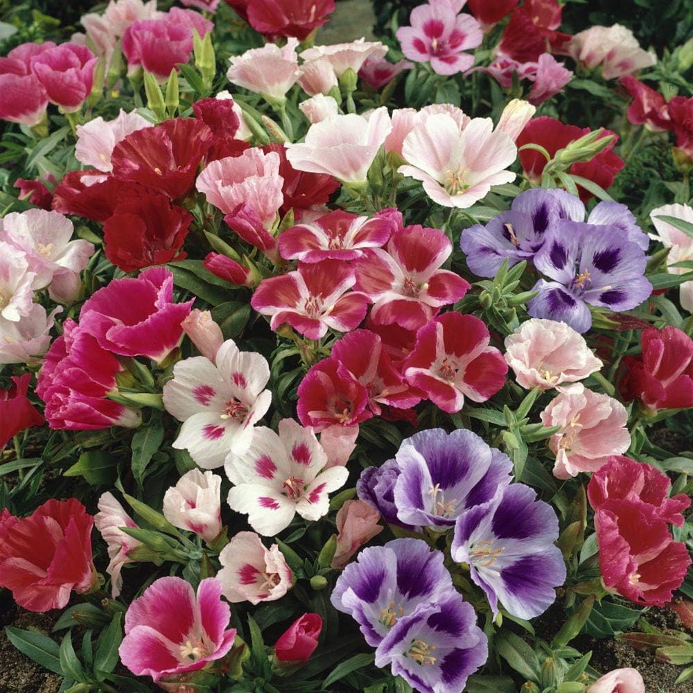 Azalea flower seeds