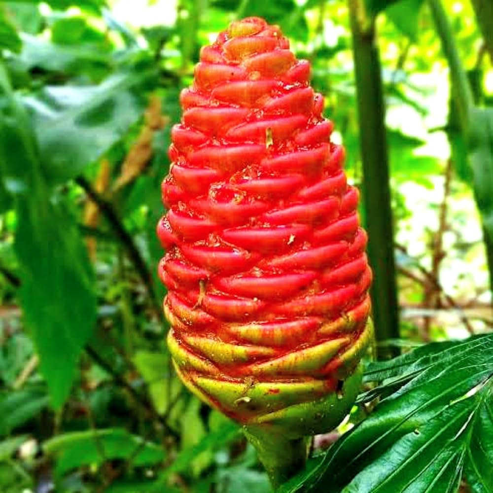 Costus flower seeds